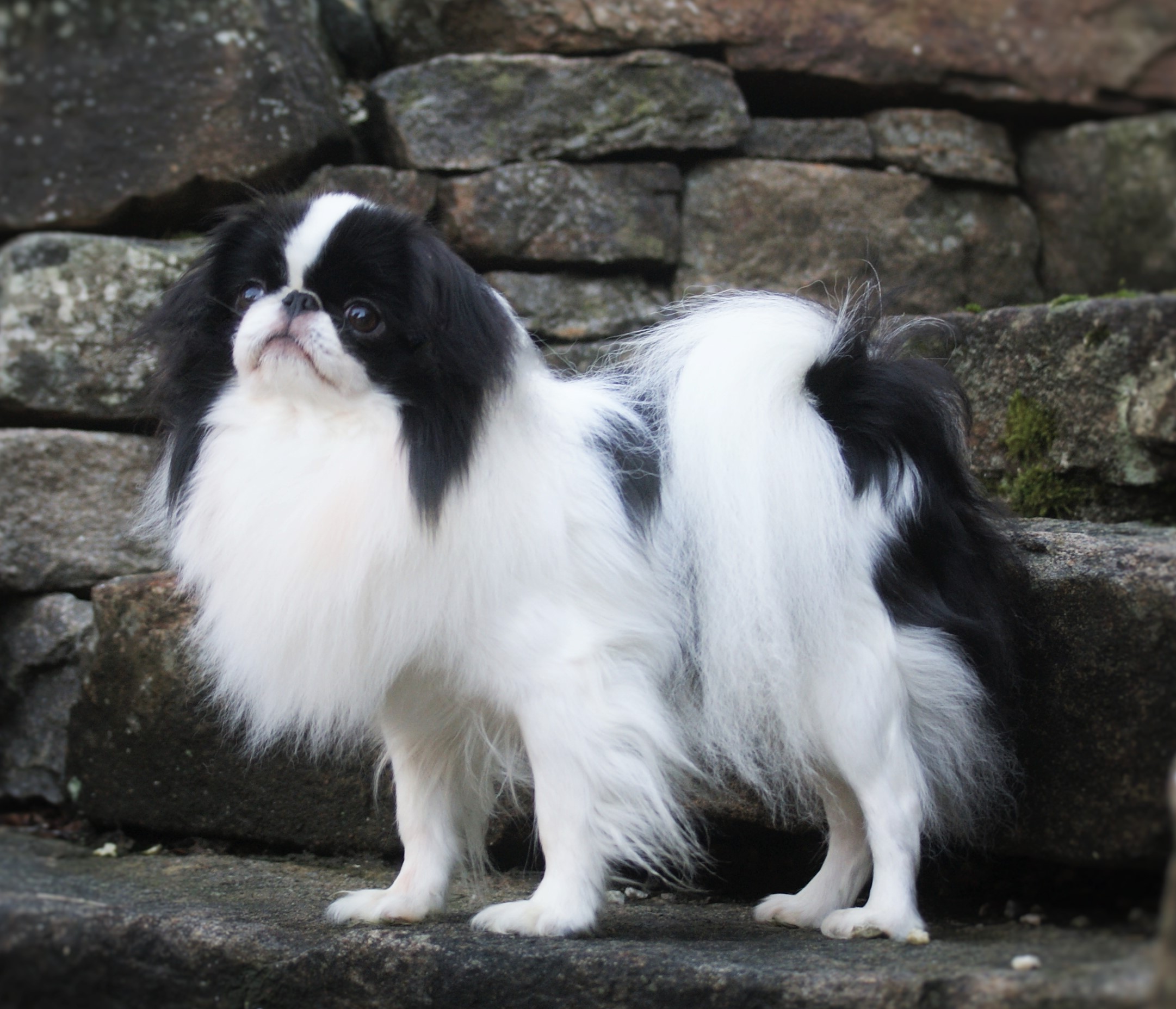 Randalets 2024 japanese chin